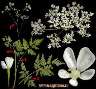 Морковник и дикая морковь — путаница и украшения