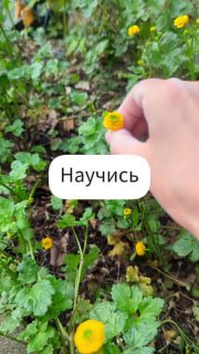 Рука держит маленький жёлтый цветок на фоне зелёной листвы; на изображении наклейка «Научись» — контекст творчества и материалов для заливки.