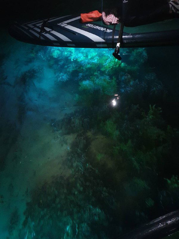 Ночное катание на сапе с подсветкой: вид снизу на подсвеченную подводную растительность, блики света на воде и доску сверху.