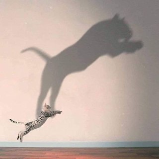 Фото прыгающей кошки и её тень на стене, композиция использована в визуалах курса для передачи лёгкости и динамики движения участников.