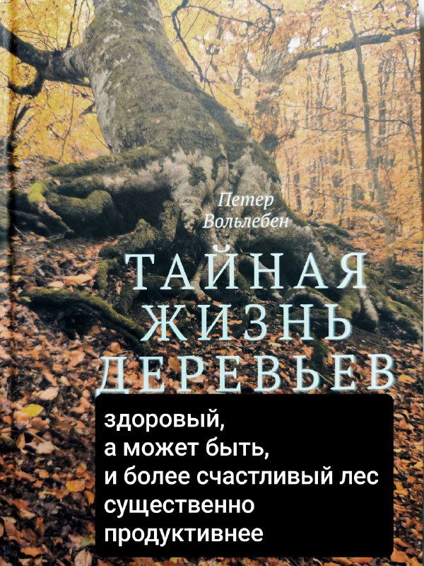 Крупный план обложки книги «Тайная жизнь деревьев» с чёрным блоком и цитатой, осенние листья и ствол видны на фоне, эстетика леса и текста.