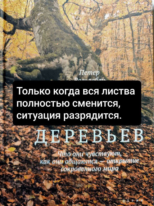 Изображение обложки книги и надписи на чёрном фоне: цитата о смене листвы; художественный кадр, подчёркивающий сезонность леса.