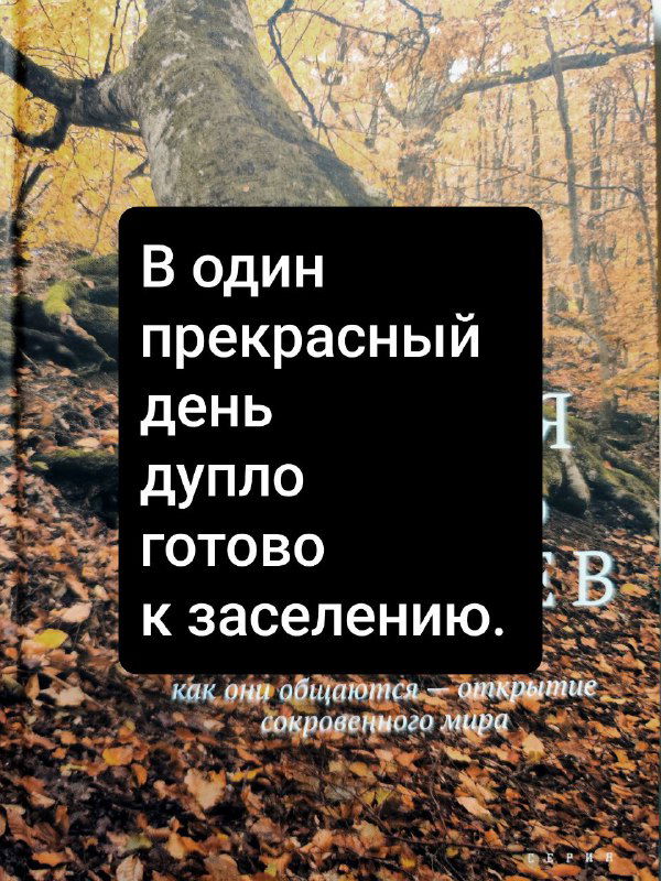 Кадр обложки книги с текстовым блоком: цитата про дупло и заселение; фон — крупный ствол и опавшая листва осеннего леса.