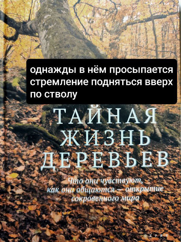 Фрагмент обложки «Тайная жизнь деревьев» с цитатой о стремлении подняться по стволу; виден мох и корка дерева на осеннем фоне.