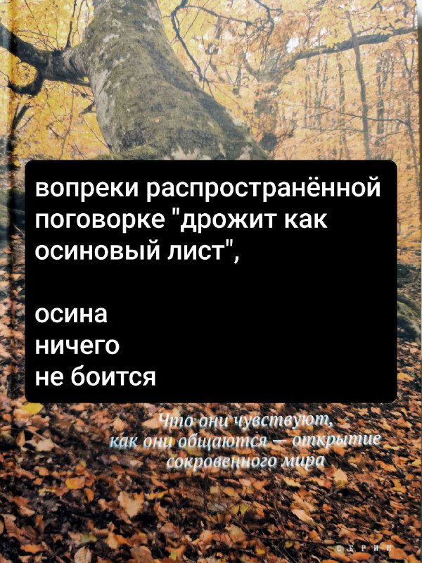 Изображение обложки и чёрного блока с текстом: цитата о пословице «дрожит как осиновый лист» и замечании про осину; лесная текстура видна.