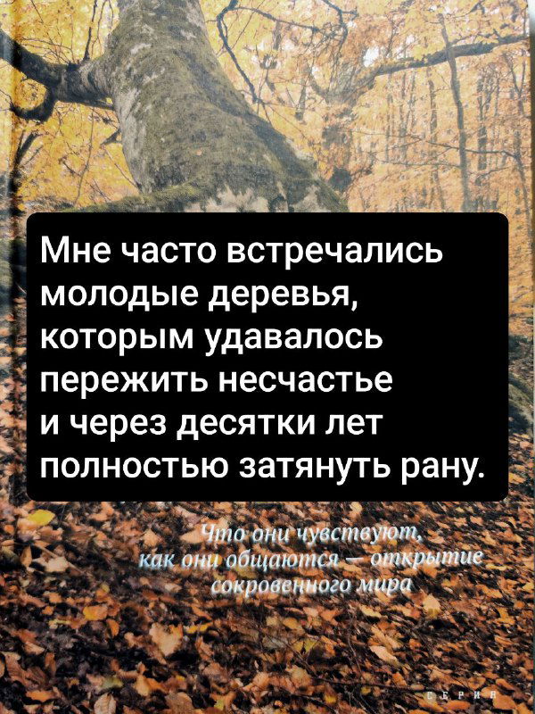 Финальная карточка-цитата на фоне обложки: молодые деревья, пережившие несчастье, и идея заживления ран; образ лесного восстановления.
