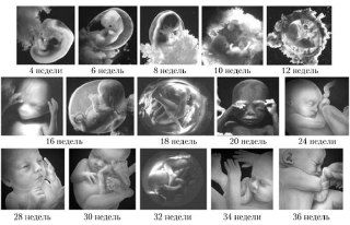 Ряд чёрно‑белых снимков и иллюстраций развития плода по неделям: видно рост лица, конечностей и меняющиеся пропорции тела плода.