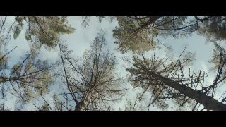 Панорамный кадр рекламного ролика: вид снизу на высокие сосны под облачным небом, создающий атмосферу задумчивости и визуального контраста в видеоряде.