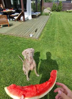 Двор частного дома: собака на траве и рука с долькой арбуза в кадре, летний повседневный момент, снятый очками.