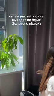 Вертикальный кадр с видом на интерьер и растение у окна; на экране белый текст о ситуации с окнами, иллюстрация локального контента коллаба с Золотым Яблоком.