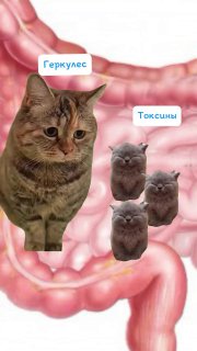 Коллаж с котами и подписями на фоне графического изображения кишечника — шутливый визуал про «выведение токсинов» и продуктовый мем.