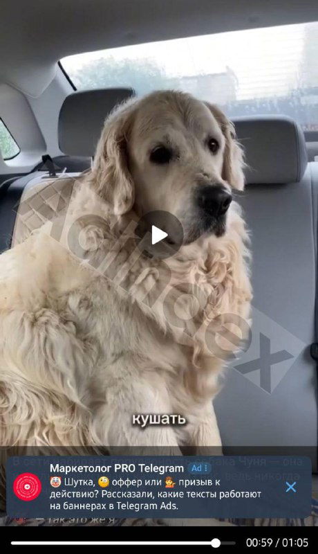 ⚡️В Telegram появилась реклама в видео