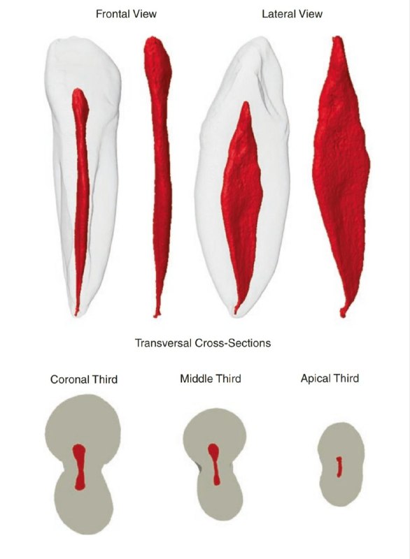 Морфология резцов нижней челюсти (Ц и Л)