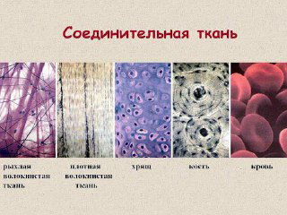 Соединительная ткань: невидимая паутина жизни
