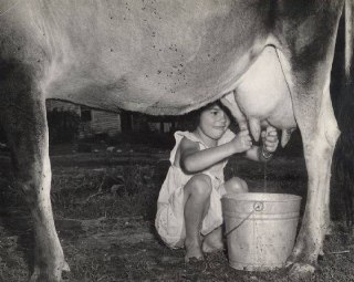 Черно-белая историческая фотография: девочка доит корову вручную возле ведра во дворе; бытовая сцена с фокусом на процессе доения и сельской жизни.