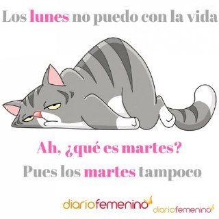 Мем с уставшим серым котом и надписью про понедельник и вторник: изображение выражает усталость и ироничное отношение к началу недели.