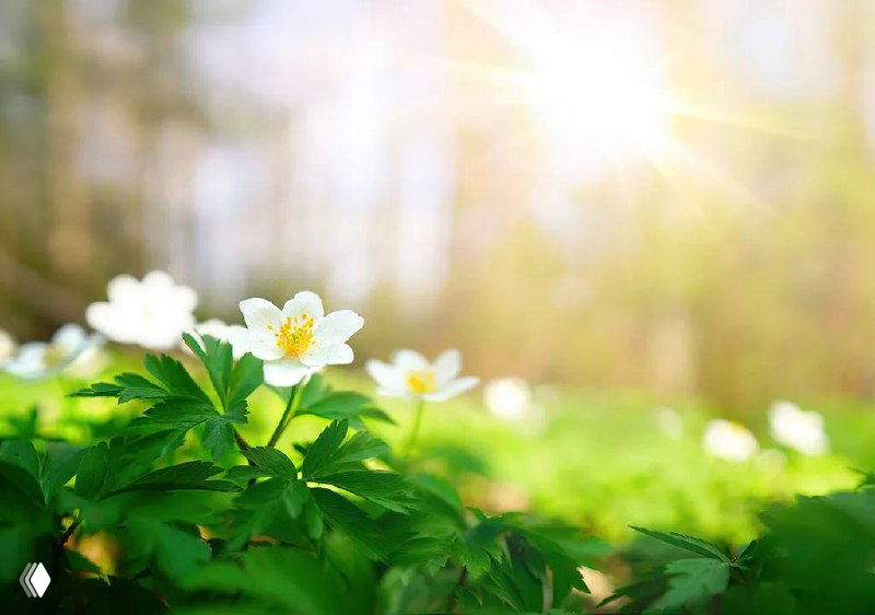 Происхождение слов verano и primavera