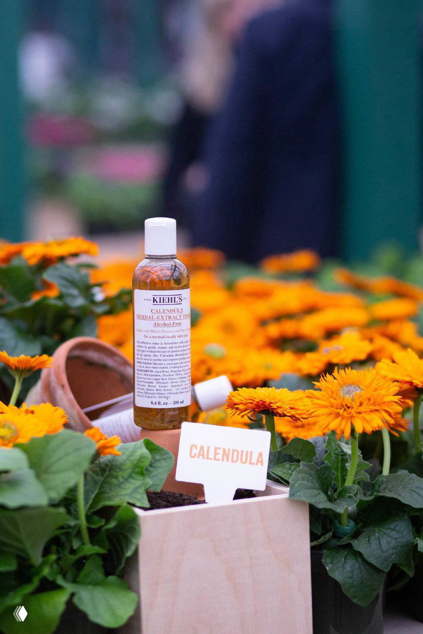 Крупный план флакона Kiehl's Calendula среди ярких оранжевых цветов календула, табличка с названием растения и фокус на упаковке продукта.