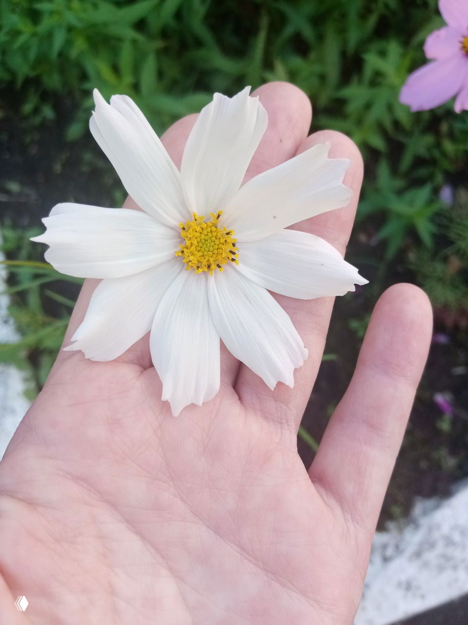 Крупный план белого цветка (космея) в раскрытой ладони: видны нежные лепестки, текстура кожи и зелёный фон цветника вокруг.