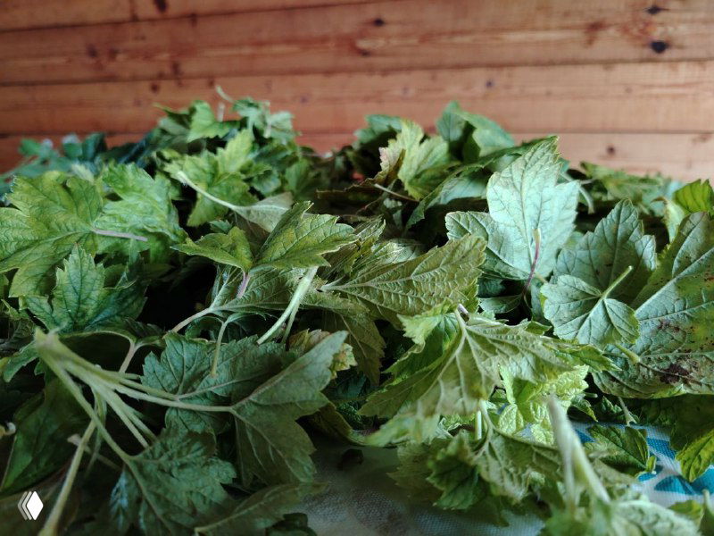 Крапивный шампунь — результат после одного мытья