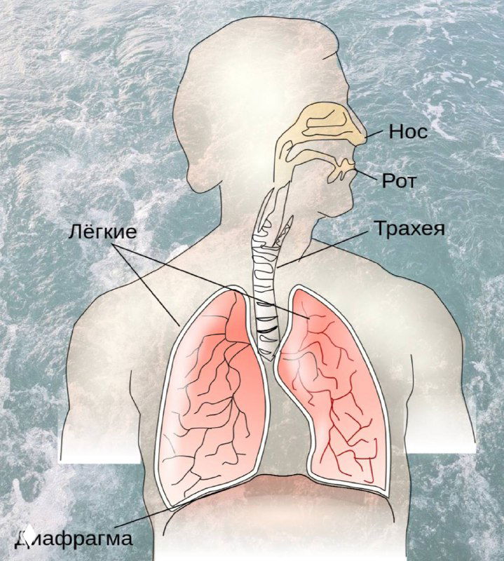 Слово 6. Диафрагма