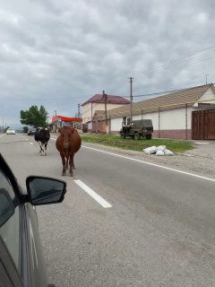 Две коровы идут по асфальтовой дороге рядом с автомобилем в посёлке в Кабардино‑Балкарии — съёмка из окна машины в движении.