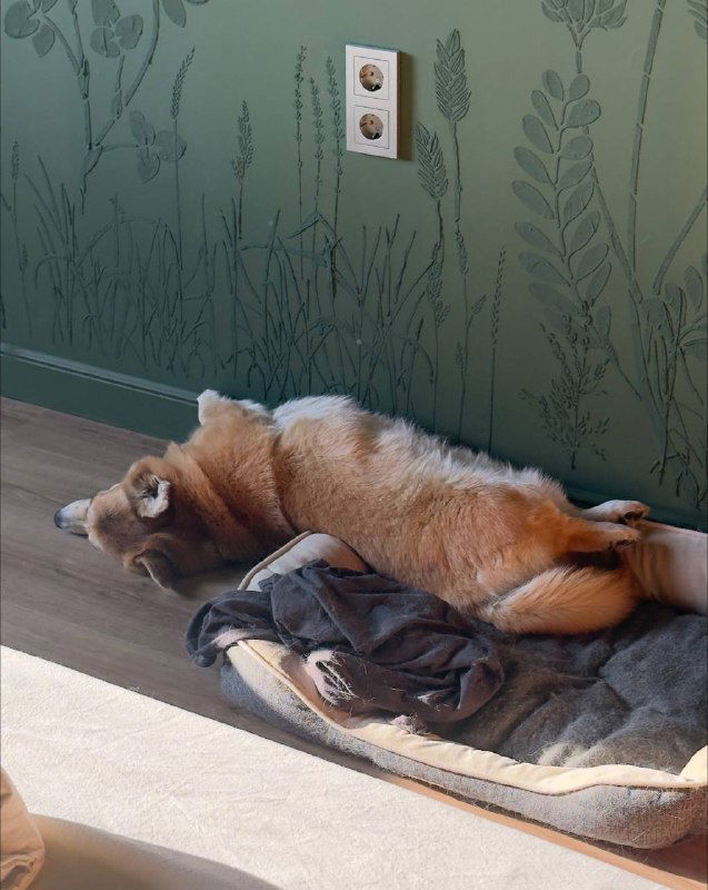 Домашняя собака лежит на лежаке у стены с растительным орнаментом — расслабленная домашняя сцена в новом доме автора.