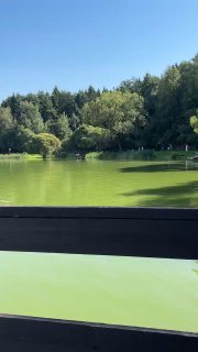 Пруд с зелёной водой и отражением деревьев в Мещерском лесу, вид с причала или скамьи — спокойная лесная панорама возле кафе и проката.