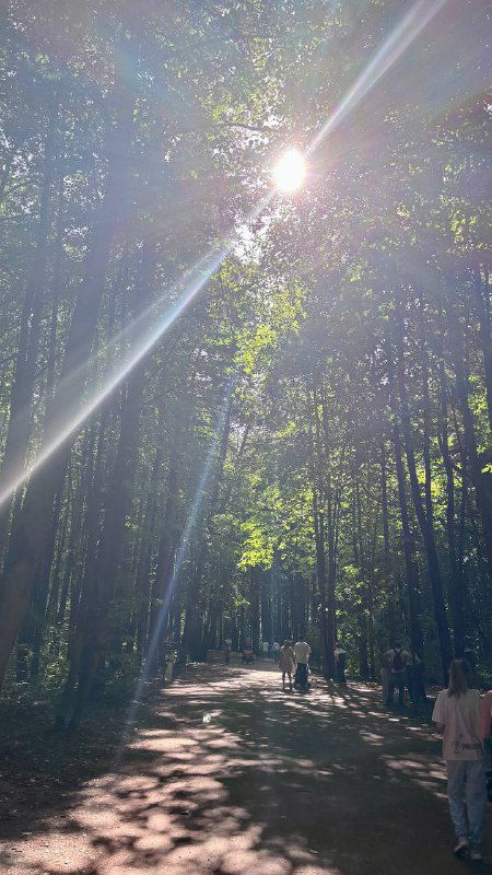 Солнечные лучи сквозь кроны деревьев над лесной тропинкой в Мещерском лесу, деревянная дорожка и прохладная тень в летний день прогулки.