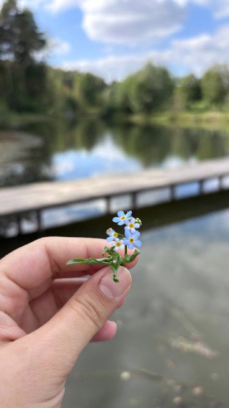 Рука держит маленький полевой цветок незабудку на фоне спокойного пруда и причала в Мещерском парке — летняя сцена.