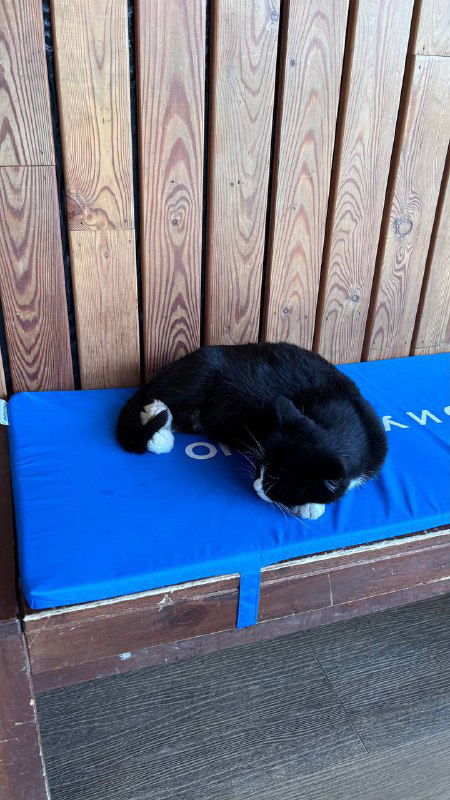 Чёрный кот, свернувшийся на синем матрасе на лавочке в парке; спокойная сцена отдыха и тёплая деревянная обшивка позади.