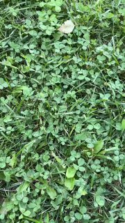 Крупный план полянки с листьями клевера и травой; вид с уровня земли, где лежат мелкие цветочки и сочная зелень.