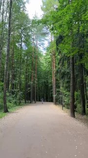 Широкая аллея в сосновом лесу Мещерского парка, дорожка уходит в перспективу между высоких стройных деревьев.