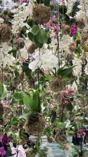 Стена с живыми орхидеями и подвешенными мховыми шариками, белые и розовые цветы в сочетании с ботаническими элементами экспозиции.