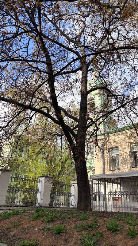 Высокое дерево с молодой листвой на фоне церковного фасада в Москве, вид на ограду и прогулочную зону рядом с храмом в ясный весенний день.