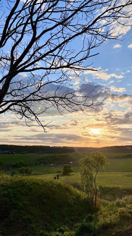 Силуэт ветки дерева на фоне небес и закатного света над холмистым пейзажем Кудыкиной горы.