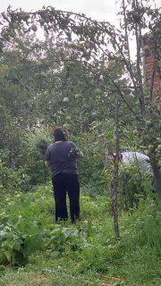 Человек в огороде собирает мяту и мелиссу рядом с кустами; видны плодовый сад и деревья, бытовая сельская сцена сбора трав.