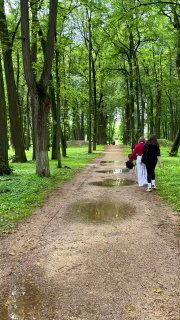 Аллея липового парка усадьбы Дубровицы с рядами высоких деревьев, влажная земля и гуляющие люди в непринужденной атмосфере.