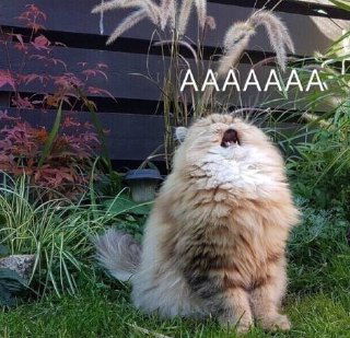 5 шагов при ответе на «не нравится» клиента