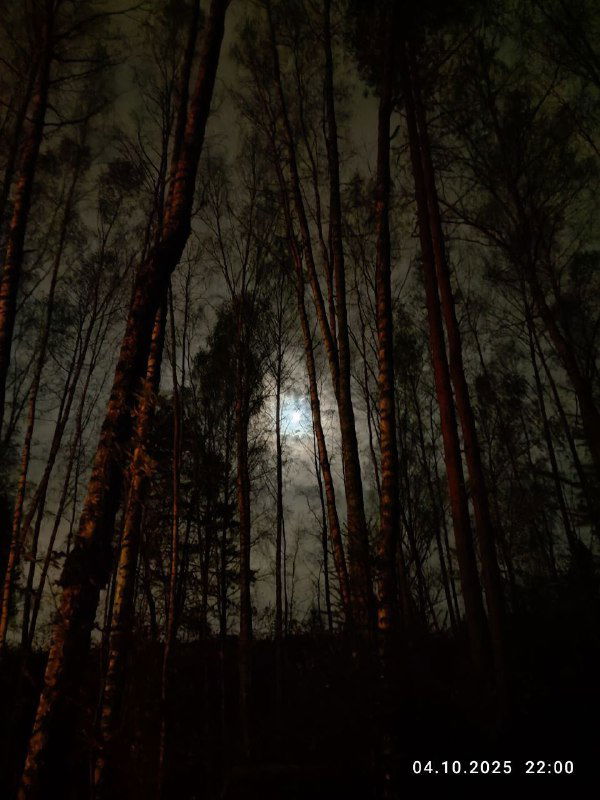 Снова вернулся из леса