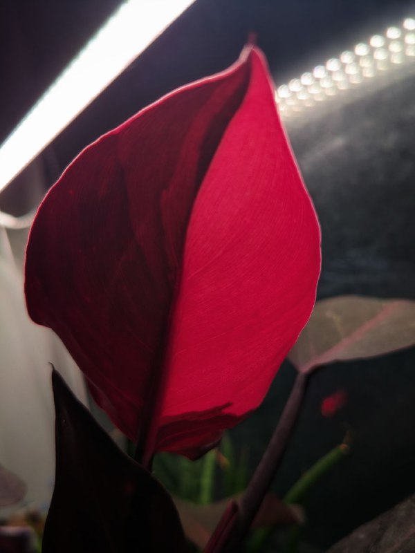 Лист той же «принцессы» с яркой розовой лицевой стороной и участками тёмной пигментации, подсветка и домашняя обстановка видны на фоне