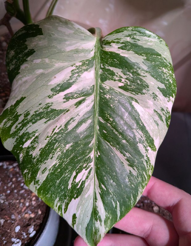 Неожиданное, но приятное пополнение