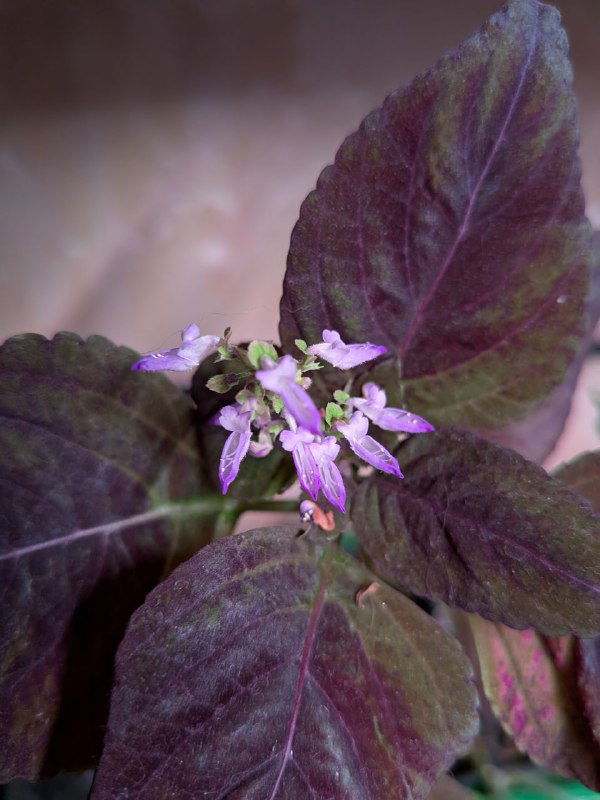 Тёмно-фиолетовые листья с мелкими бледно-фиолетовыми цветками в центре кадра — детальное фото цветения комнатного растения.