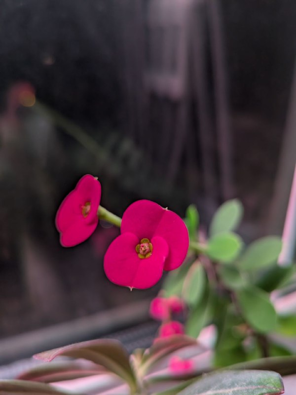 Пара маленьких розовых цветов на стебле у окна; видны листья и мягкое отражение в стекле, фото сделано крупным планом.