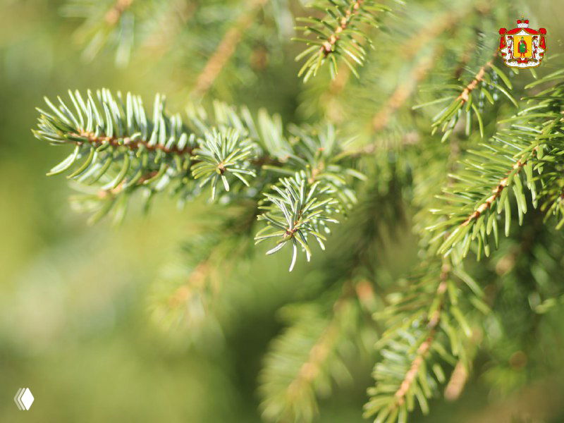 В Рязанской области вырастили 6 млн сосен