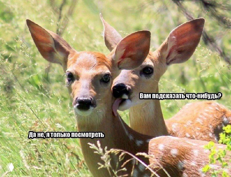 Вы сейчас мне будете продавать?