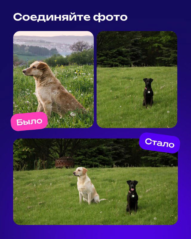 Соединение фотографий: несколько снимков собак в отдельных кадрах и итоговая композиция с животными рядом — видно, где модель ещё допускает смещения фона и линии.