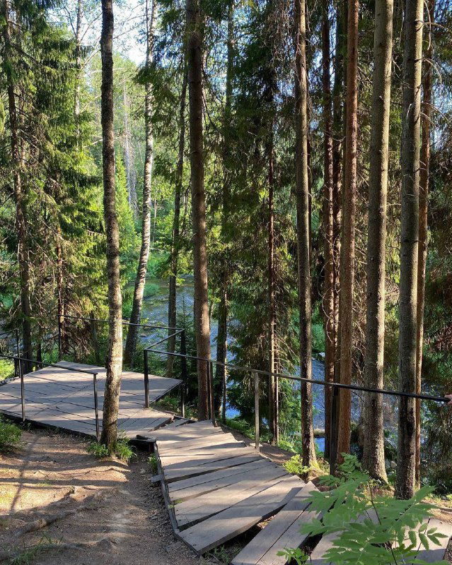 Деревянная настилная тропа между высоких сосен вдоль реки — пример удобной инфраструктуры на экотропах для прогулок и фотографий летом.
