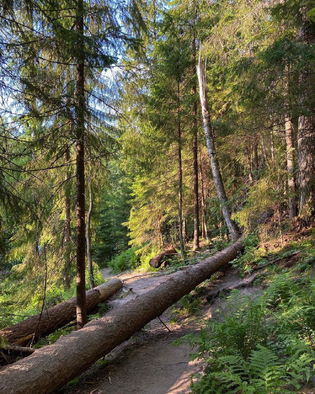 Лесная тропа с упавшими стволами и мягкой листовой подстилкой; типичный лесной пейзаж для прогулок и наблюдения за природой под Петербургом.