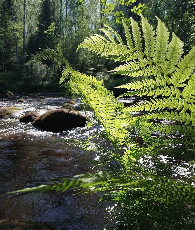 Папоротник на переднем плане и солнечные блики на спокойной речной глади — деталь растительного покрова и воды в экотропах летом.